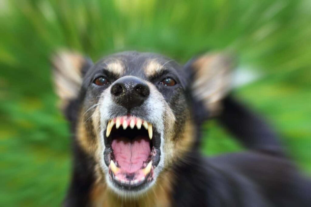 Eight dogs euthanised after woman mauled to death in Klerksdorp