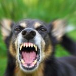 Eight dogs euthanised after woman mauled to death in Klerksdorp