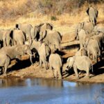 How cattle and wildlife thrive side-by-side in Zimbabwe