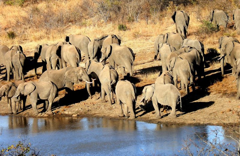 How cattle and wildlife thrive side-by-side in Zimbabwe