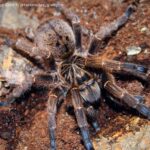 Blue-footed baboon spider targeted by exotic pet trade despite low public profile – The Mail & Guardian