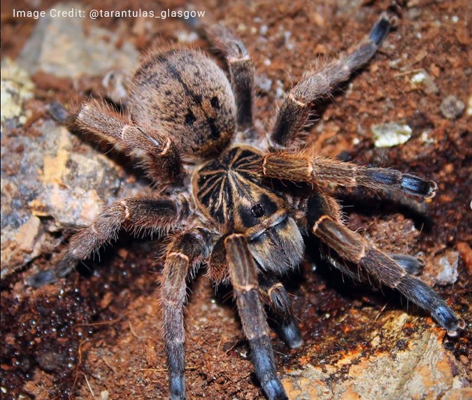 Blue-footed baboon spider targeted by exotic pet trade despite low public profile – The Mail & Guardian