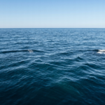 Marine carbon dioxide removal: Our next ocean science, policy and governance frontier? – The Mail & Guardian
