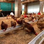 State delays are clipping the wings of SA poultry growth
