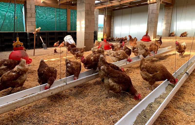 State delays are clipping the wings of SA poultry growth