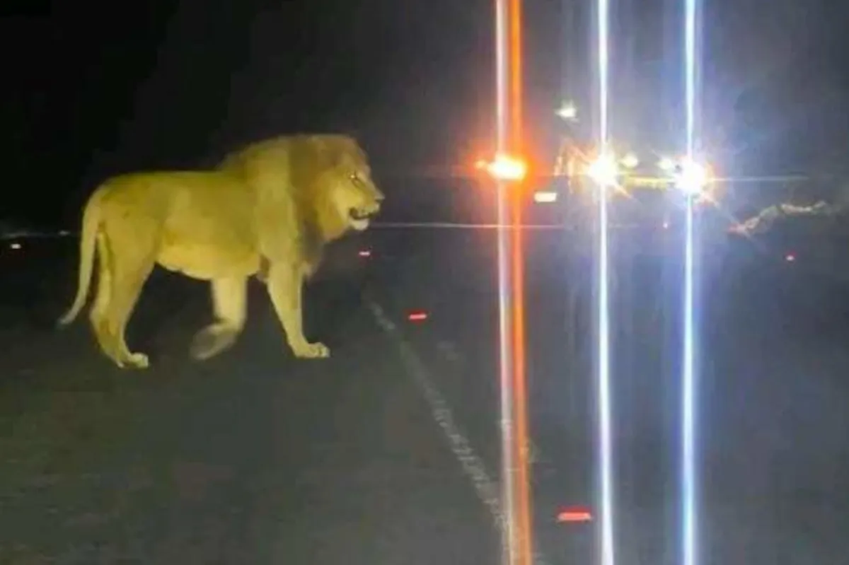 Lion on the loose in northern KwaZulu-Natal