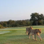 Lions walk Skukuza Golf Club fairways