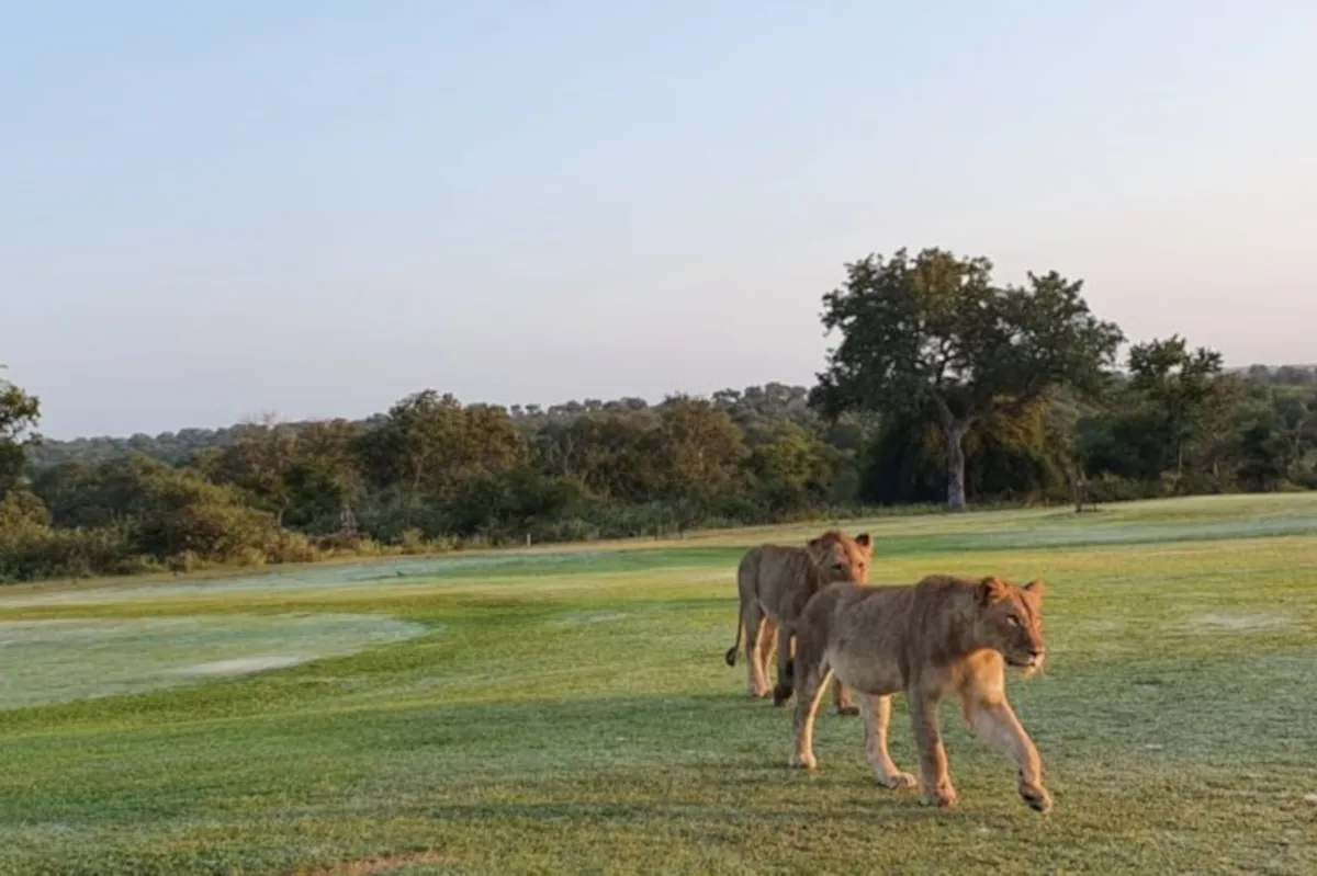 Lions walk Skukuza Golf Club fairways