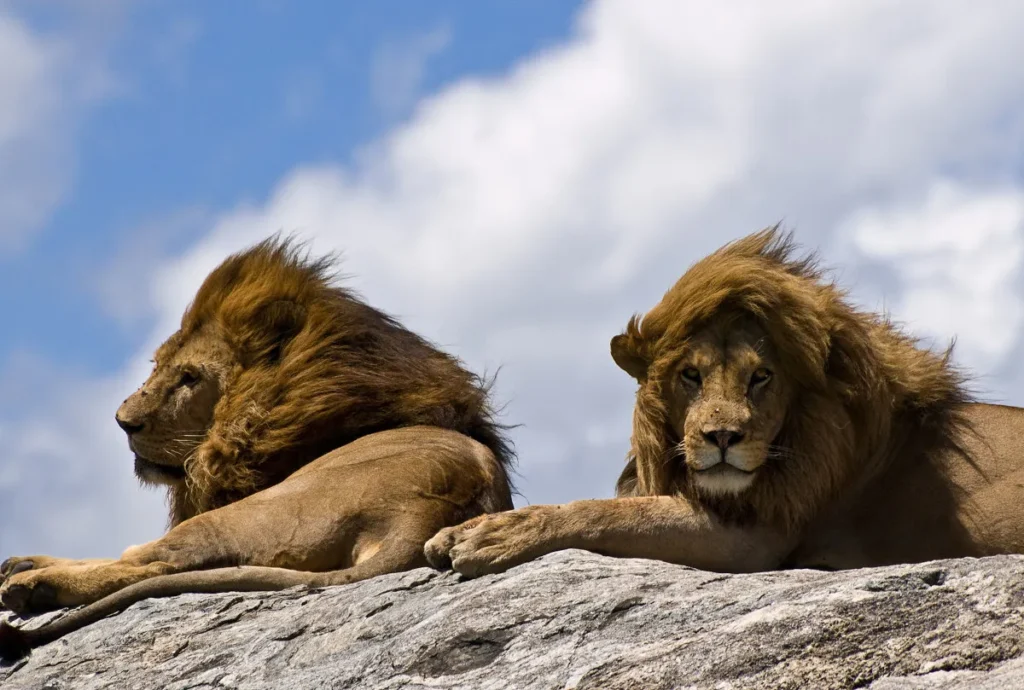 Drama unfolds as lion evades capture in Mpumalanga