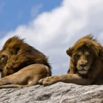 Drama unfolds as lion evades capture in Mpumalanga