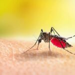 Mosquito remains Africa’s deadliest creature
