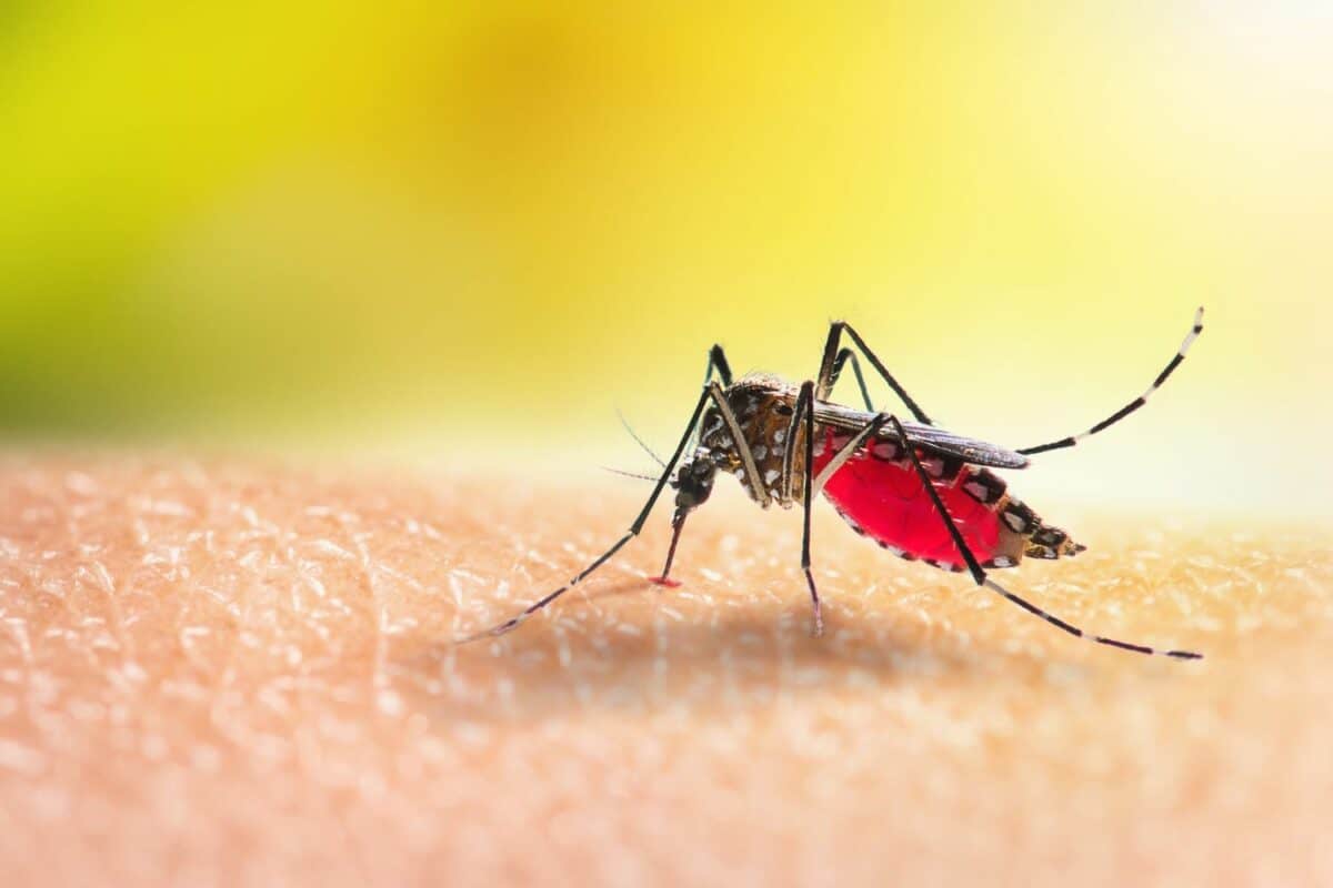 Mosquito remains Africa’s deadliest creature