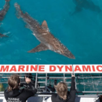 Great white sharks vanish from Gansbaai waters
