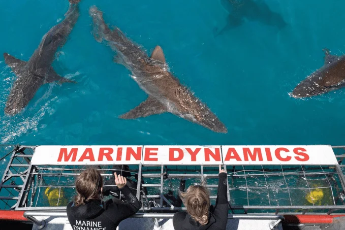 Great white sharks vanish from Gansbaai waters