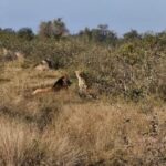 Kruger: Avoiding Fines While Enjoying Wildlife
