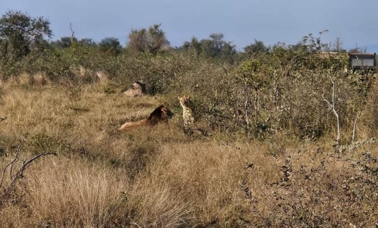 Kruger: Avoiding Fines While Enjoying Wildlife