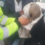 Four arrested for illegal possession of a pangolin