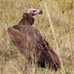 Amazing first flight for captive-bred lappet-faced vulture