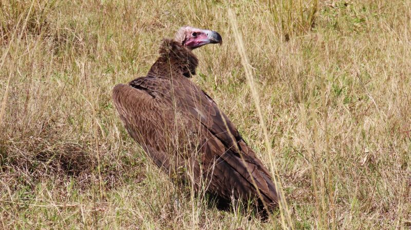 Amazing first flight for captive-bred lappet-faced vulture