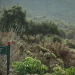 Carte Blanche coming up: Kirstenbosch collapse?