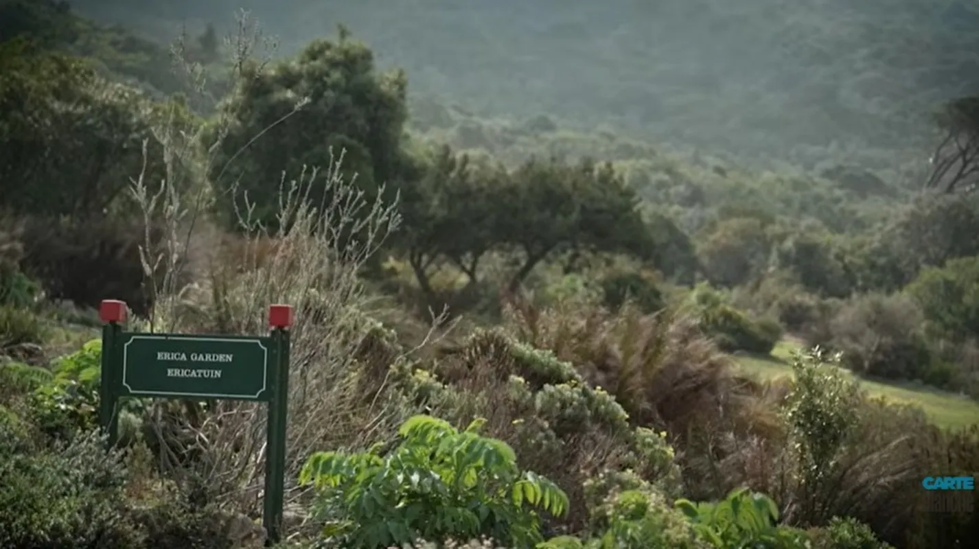 Carte Blanche coming up: Kirstenbosch collapse?