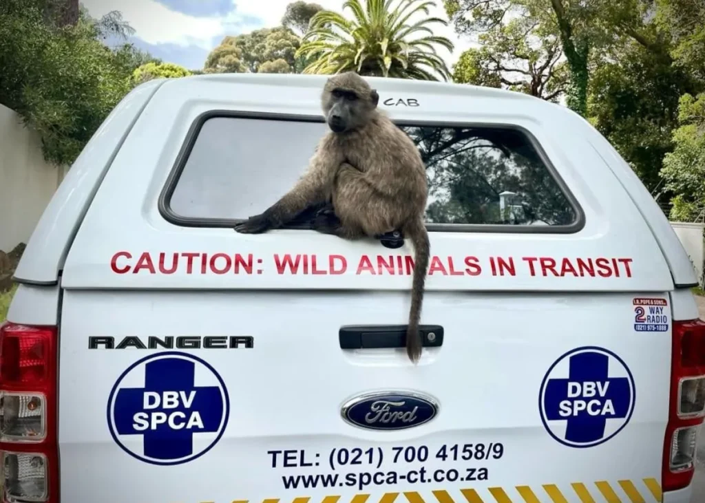 Viral TikTok captures baboon opening car like a human