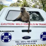 Viral TikTok captures baboon opening car like a human