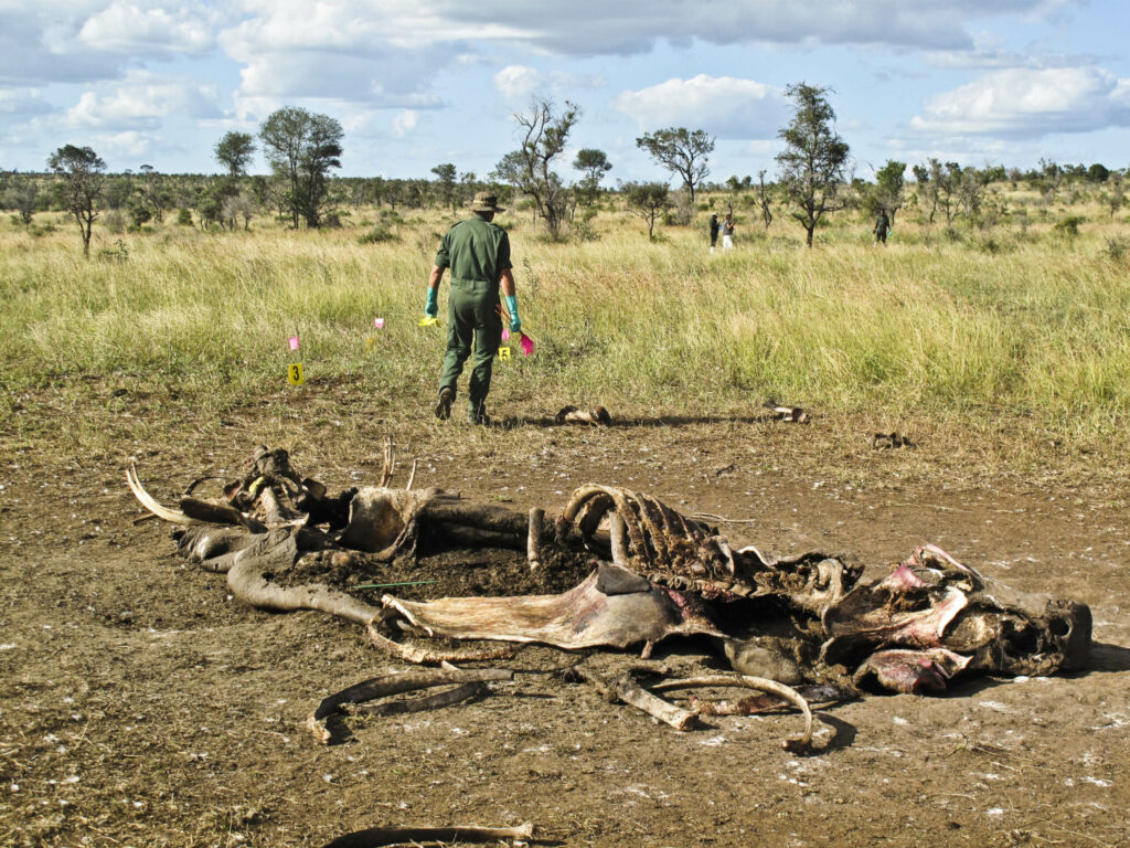 Africa’s conservation models struggle to shake colonial yoke – The Mail & Guardian