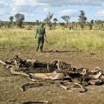Africa’s conservation models struggle to shake colonial yoke – The Mail & Guardian