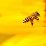 A lesson from bees (a tale with a sting)