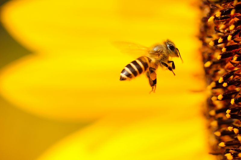 A lesson from bees (a tale with a sting)