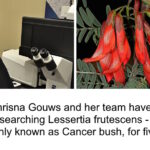 Indigenous plant study opens new path in cancer treatment research – The Mail & Guardian