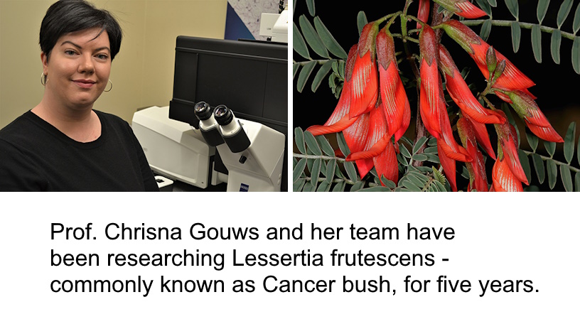 Indigenous plant study opens new path in cancer treatment research – The Mail & Guardian