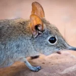 Move over, Big Five! Meet the ‘Little Five’ animals of SA