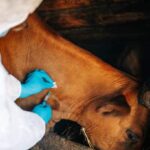 Steenhuisen outlines FMD vaccine rollout after securing more than 13 million doses