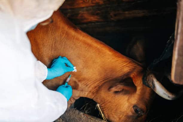 Steenhuisen outlines FMD vaccine rollout after securing more than 13 million doses
