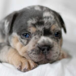 Fur babies booming: Your pets at home have become big business