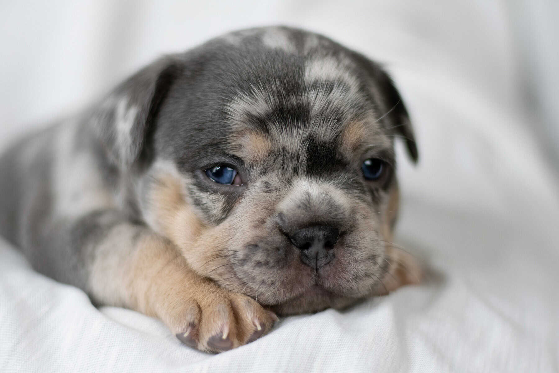 Fur babies booming: Your pets at home have become big business