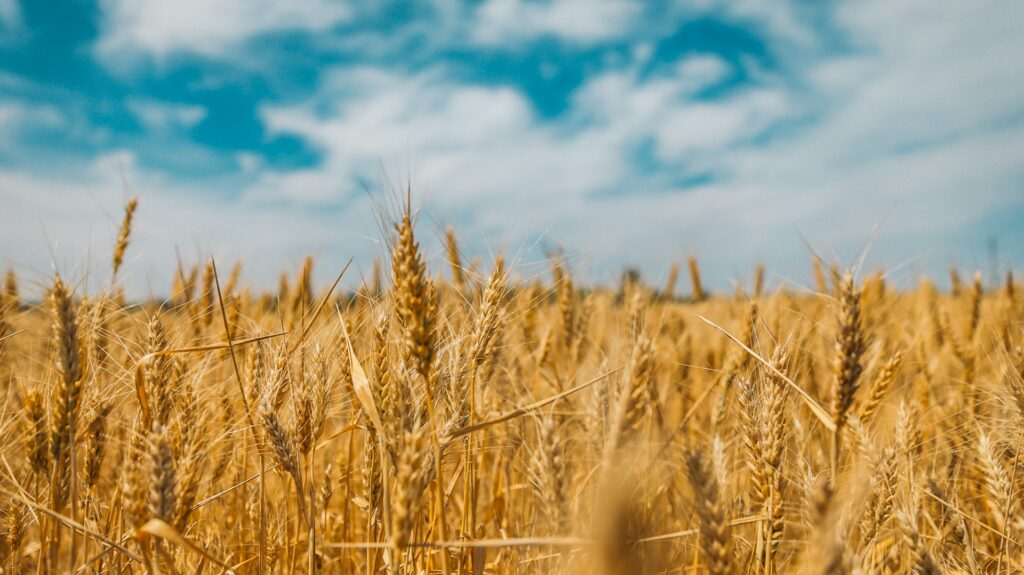 Stolen Ukrainian grain is Africa’s food security concern too – The Mail & Guardian