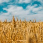 Stolen Ukrainian grain is Africa’s food security concern too – The Mail & Guardian