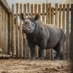 Black rhino refugees return to shores of Lake Kariba
